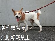 iWaFDUeWUTuqm9L's tweet photo. 8/29迷子のワンちゃんが群馬県高崎市井出町で保護です https://t.co/ziuq3QO86m