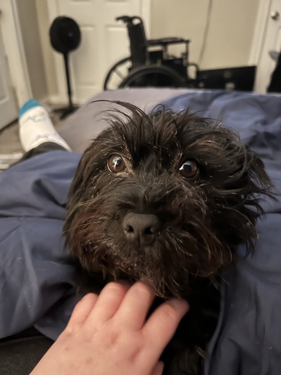 MarrowEscape's tweet image. My dog just killed a rat and paraded around the house with it proudly. She is extremely pleased with herself. 

Hell of a Labor Day, folks.