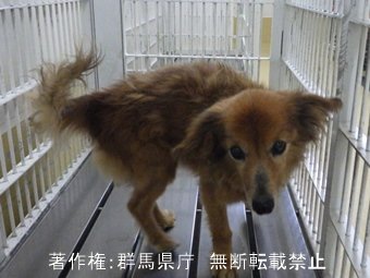 iWaFDUeWUTuqm9L's tweet photo. 9/2迷子のワンちゃんが群馬県
伊勢崎市境下武士で保護です
ダックスワンちゃんで高齢判定が出ていますので地図内に飼い主はいます https://t.co/EG1e9WWcPf