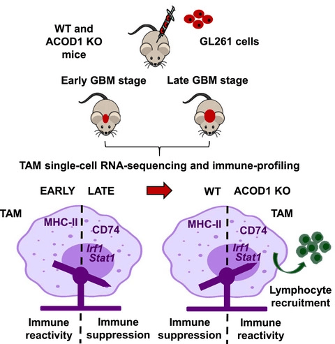 MolOncology's tweet photo. If TAMs and metabolism are your cup of tea, this is for your reading list!

Elucidating tumour-associated microglia/macrophage diversity along glioblastoma progression and under ACOD1 deficiency

🔓https://t.co/DcayRwsjM6

#Microglia #Macrophage 
#Glioblastoma  #CancerMetabolism https://t.co/bsm3te16Tf