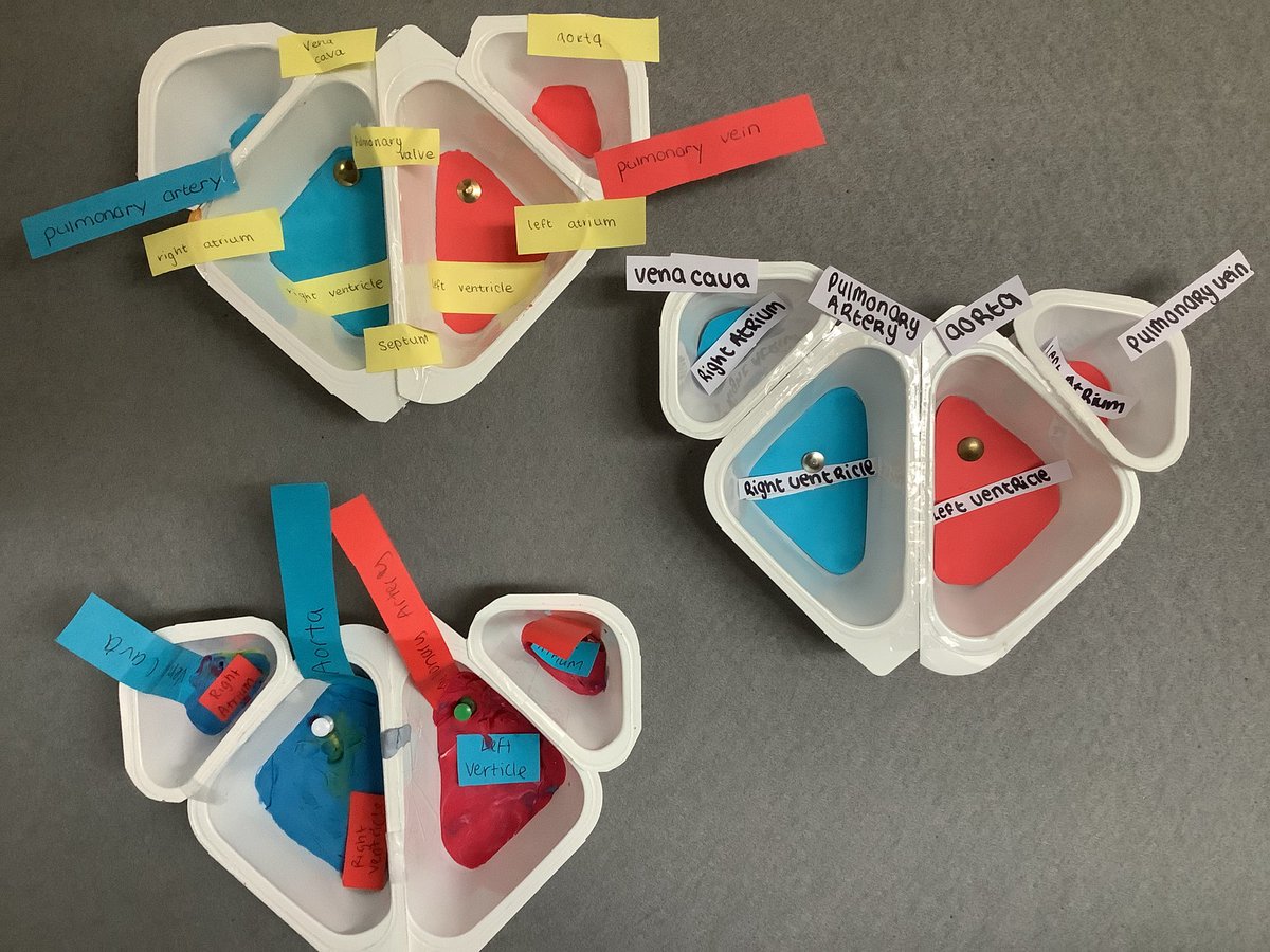 stpaulsgscience's tweet photo. Yoghurt pots - a simple way to make models of the heart . Thanks to Ms. Byrne @stpaulsg for sharing the idea she found with us ❤️💕❤️#activelearning #circulation #heartmodel #groupwork https://t.co/iuxhvwIQtA