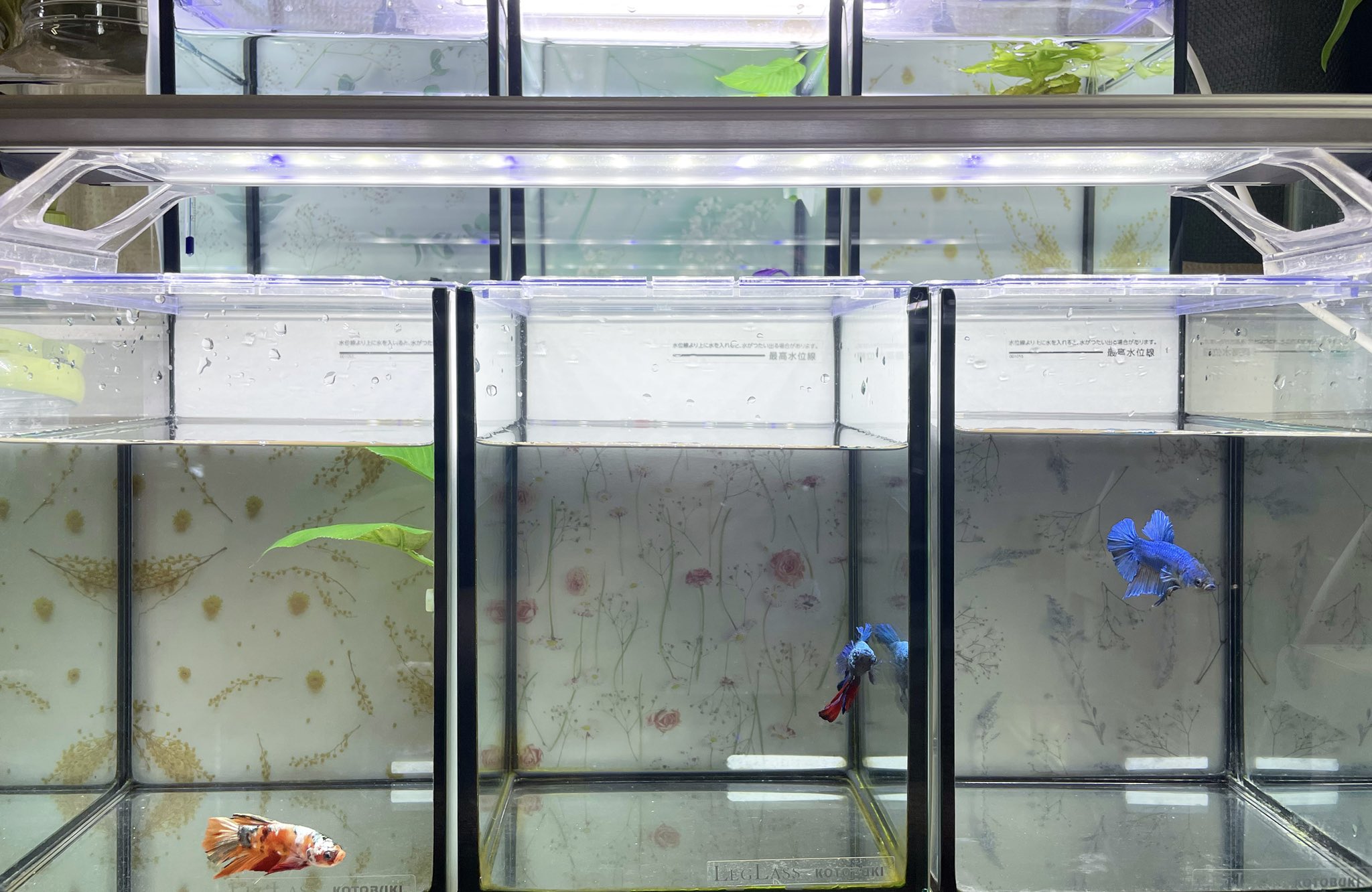 Tweets With Replies By Vivico Aquarium Aquariumvivico Twitter