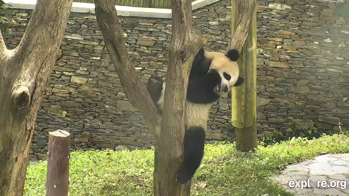PookieDigi4Ever's tweet photo. Bao Li sucking on his pseudo thumb while perched in his favorite tree #toofers #pseudothumb #danglingleg #JBHC @LoveofPandas1 @BeccaInBalt @erintophat2 @meganh44 @Doralovesbears @rosebeck41 @Michele_PhD_ https://t.co/YSHLSxpqm7