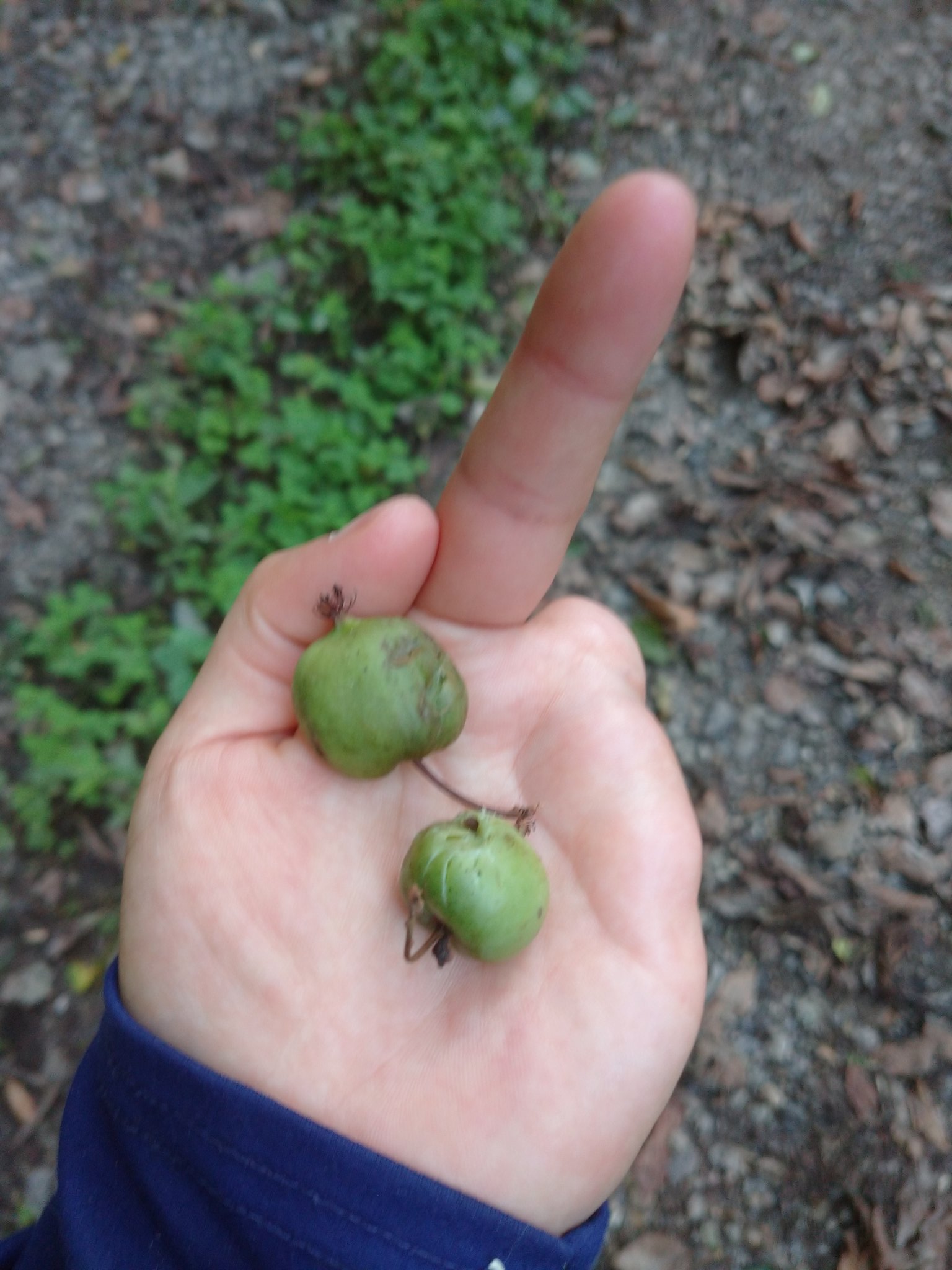 曽禰崎 誉 on Twitter 