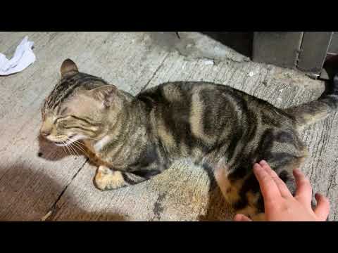 沖繩的貓 #Cat in #Okinawa #萌寵 ##Cat #沖繩
 
alojapan.com/554967/%e6%b2%…
 
#BestOkinawa #CatCat #CatCompilation #CatMemes #CatMeow #CatMeows