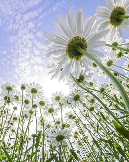 dywest's tweet photo. #flowers #flower #flowerphoto #flowerphotography #nature #naturelovers #NatureBeauty #NaturePhotography #sky #differentangles #daises 🌼🌼🌼🌼🌼🌼🌼🌼🌼 https://t.co/ciGy1enG8l