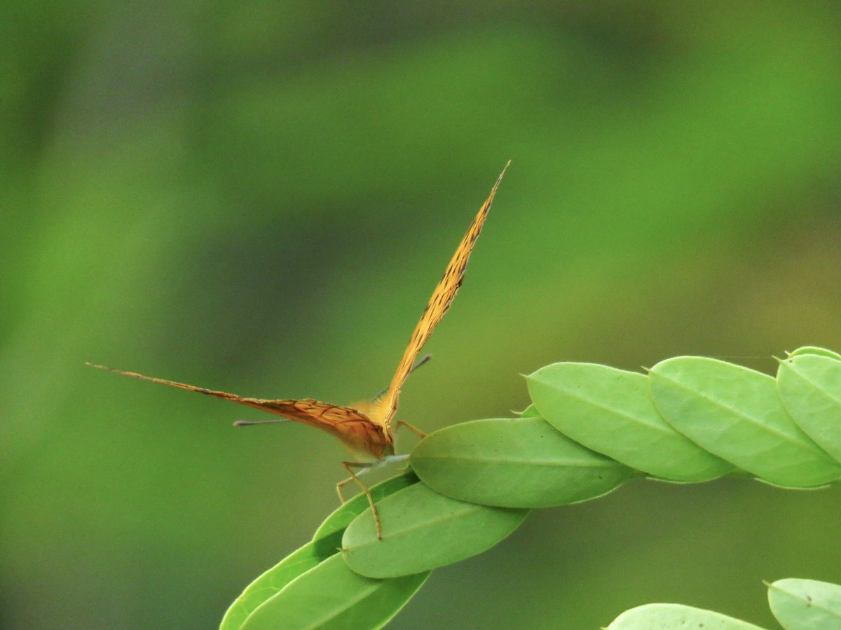 vrundavs's tweet photo. Over and over…
In butterfly….
We see the idea of….
Transcendence…..
Mary Oliver  🦋 

That’s so true…
There is something unknowable….
About butterflies..

For #TitliTuesday ~~ #IndiAves 

#butterflywatching #timewithnature #getoutdoors #vrupix https://t.co/IKbsmkGDYV