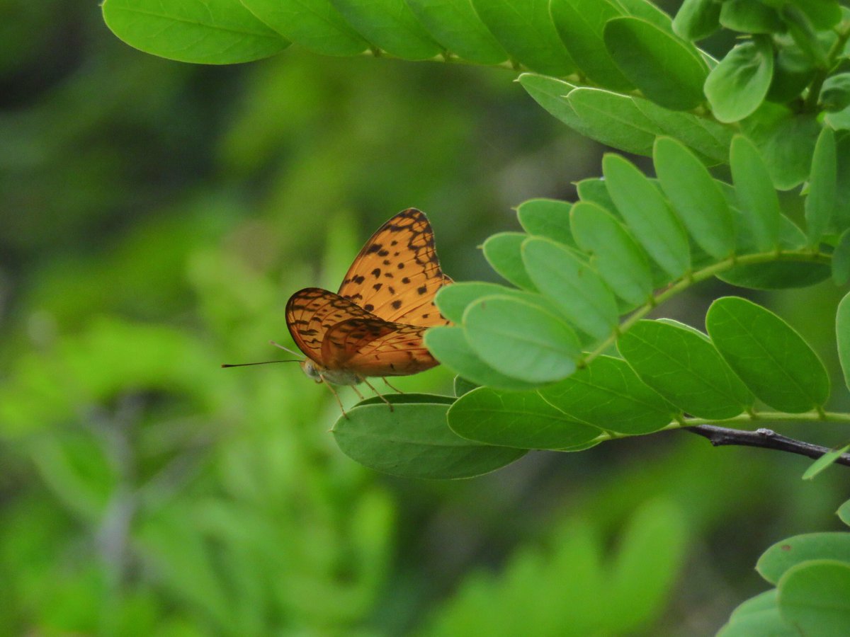 vrundavs's tweet photo. Over and over…
In butterfly….
We see the idea of….
Transcendence…..
Mary Oliver  🦋 

That’s so true…
There is something unknowable….
About butterflies..

For #TitliTuesday ~~ #IndiAves 

#butterflywatching #timewithnature #getoutdoors #vrupix https://t.co/IKbsmkGDYV