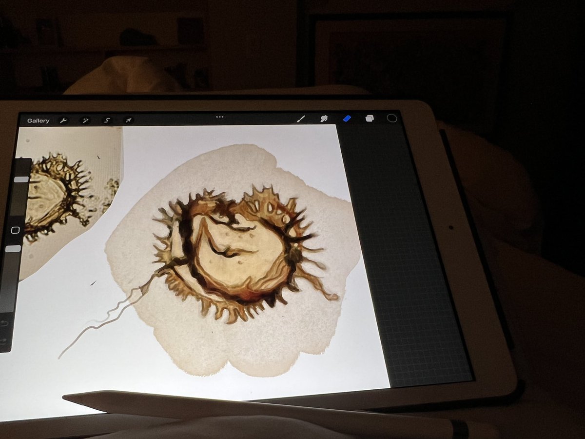 Hello jet-lag, my old friend…

3:30 am is as good a time as any to finish painting these dinocysts…

#sciart