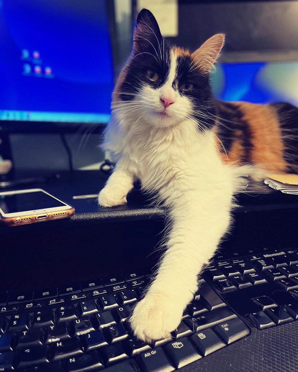 CatkinsMaverick's tweet photo. My Sister Emmy wiv her official photograph in her bids to become next PM….. #catzrule #bebetterthanwhatwehave #emmycat #fursister #CatsOfTwitter #ousthetories https://t.co/ScDJvTagji