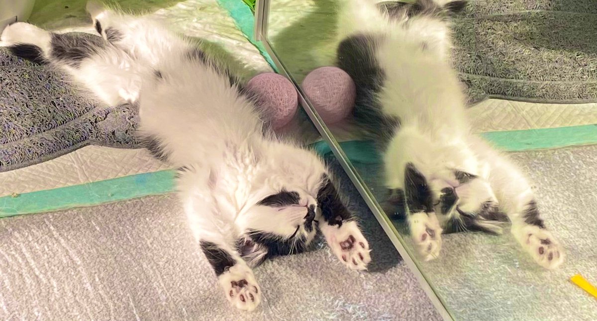 KittensCam's tweet photo. Working flat out all morning… 😹
#kittencam #stevi #Fosterkittens #cute #cats #CatsOfTwitter #kitten #cat #kittens #kittensoftwitter #pets #catsofinstagram #pet #fosteringsaveslives 🐾 https://t.co/yKA0lZFMQS