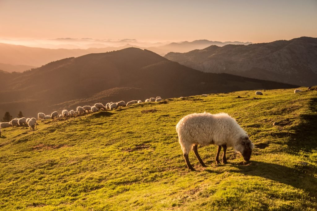 FGlobalNature's tweet photo. ‼️Es urgente implementar un Plan de Acción Estratégico para la Adaptación de la Ganadería Extensiva al Cambio Climático.
➡️@FGlobalNature continúa apoyando esta práctica, sumándose esta vez a esta iniciativa europea, a través del proyecto LIFE #LiveAdapt
🔗https://t.co/VidjU5jkLT https://t.co/pxhqPuTvor