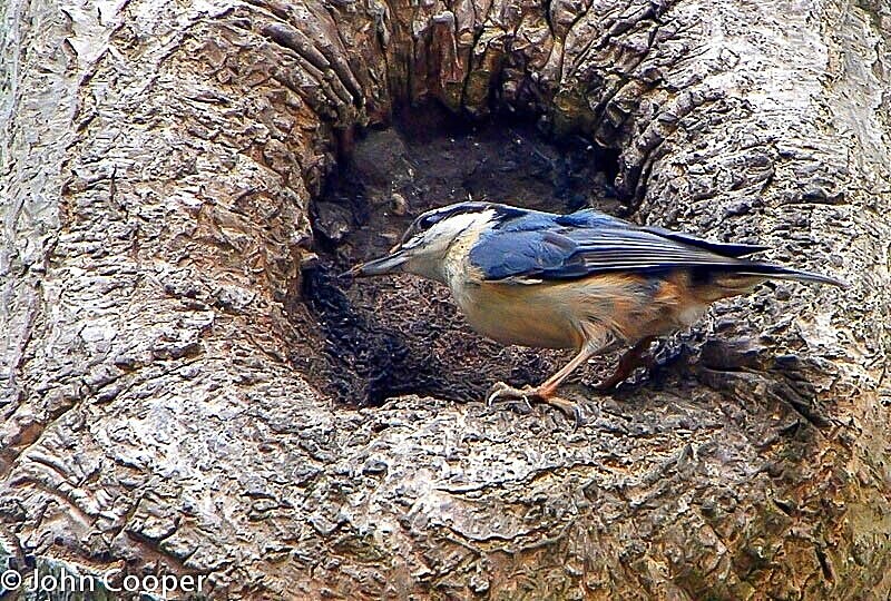 TheSuffolkMan's tweet photo. #Sandlings #Walk #Kyson #Woods @TheKentAcorn @suffolksnaps @DiscoverSuffolk @SamWalksALot @walkngclasshero @RamblersGB @GrowninBritain @keeper_of_books @mathilebrandts @Sunstormed @TheCemetress @meikiecakie @AspienBlue @LanesTree https://t.co/NzvhbQMsxf https://t.co/DVhG3AZyvf https://t.co/c9BsUS2KE0