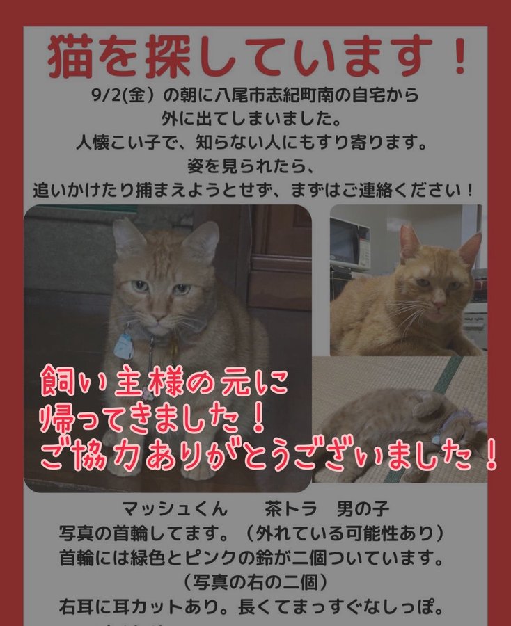 Happy Tabby Room ハッピータビールーム 大阪にある猫カフェ 子猫のへや