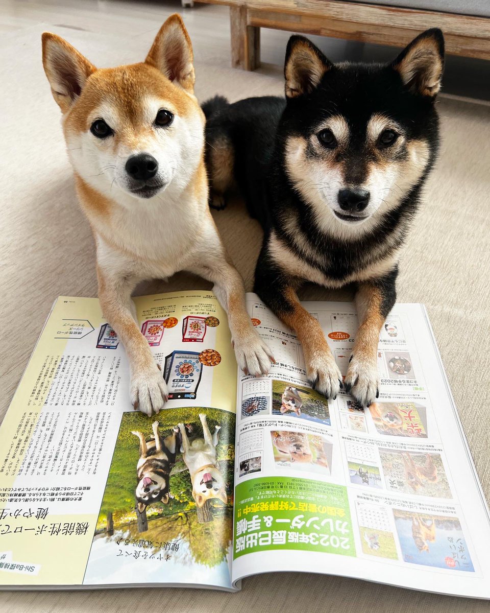 豆柴さんしー/Mameshiba34 (@Kuroshibasango) / Posts / X