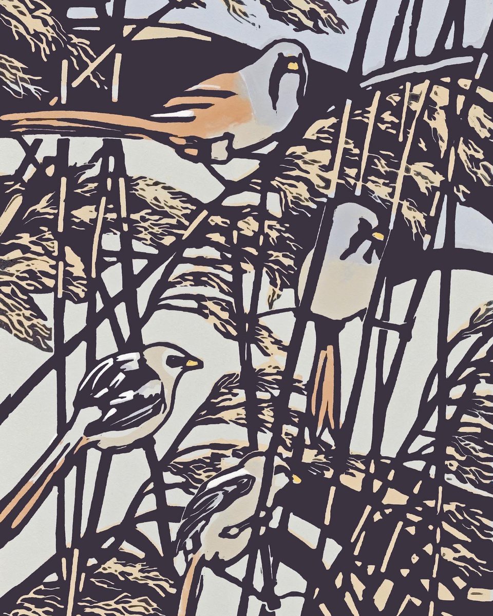 maxangusmaker's tweet image. What do you say when you hear bearded tits? ‘Ping Ping, Ping Ping’ 3 block linocut should be dry for delivery to Norfolk later next week. If there’s any other pictures you’d like to see in the galleries, please contact the gallery by the end of this week.