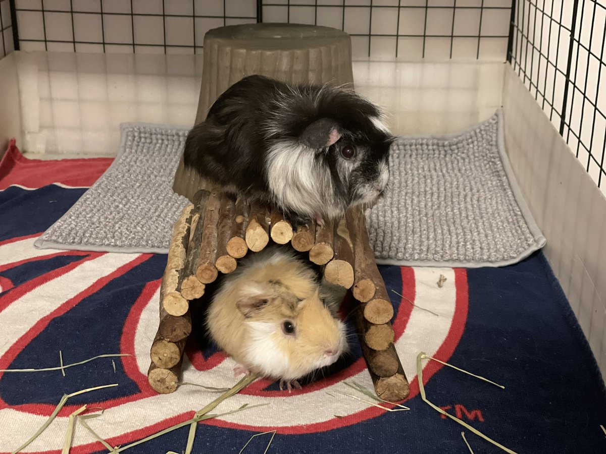 GuineaPig_Lemon's tweet photo. A New Love Story🥰
#GuineaPig #Love #Story https://t.co/NzPX8btVqz