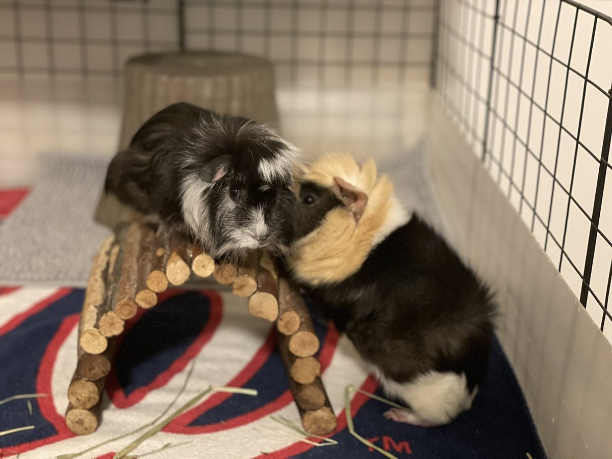GuineaPig_Lemon's tweet photo. A New Love Story🥰
#GuineaPig #Love #Story https://t.co/NzPX8btVqz