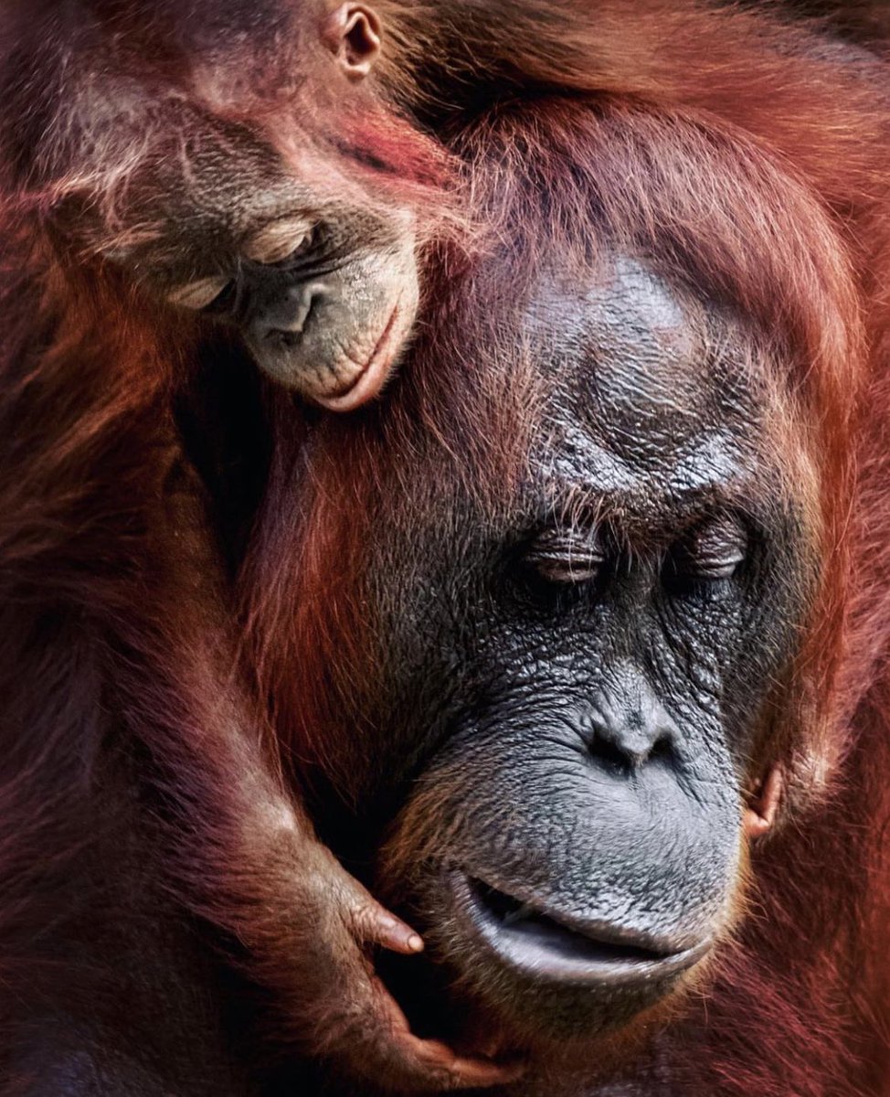 ProjectBluCo's tweet photo. A moment with a mother & baby orangutan ๐ฆง
๐ธ: juliawimmerlin
#ProjectBlu #helpthewild https://t.co/bc5VfFxbw0