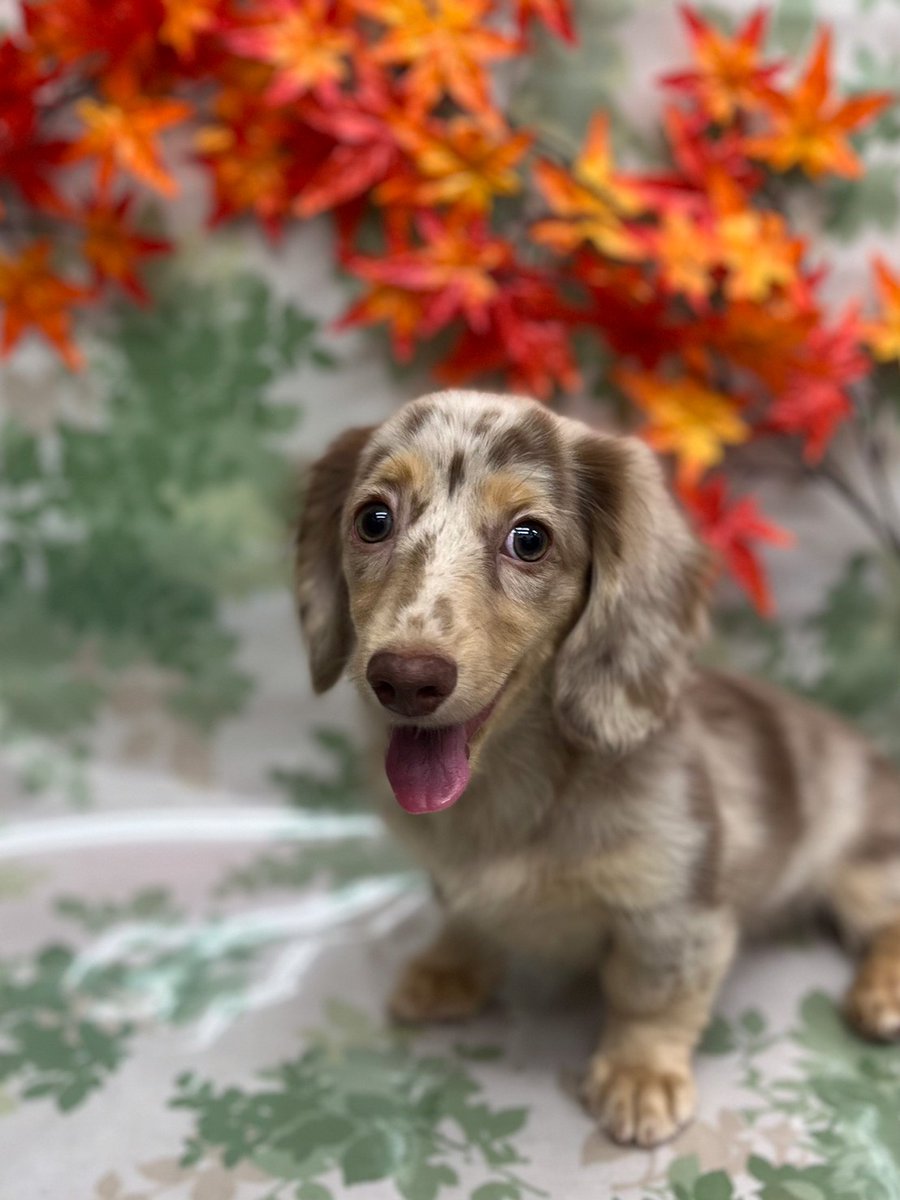 超新作 羊毛フェルト ハロウィン ダックスのチョコダップルちゃん 犬 Hotdog Recetasrentables Com 超新作 羊毛フェルト ハロウィン ダックスのチョコダップルちゃん 犬 Hotdog Recetasrentables Com