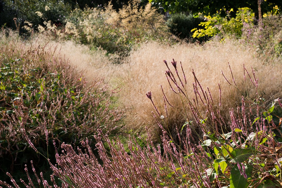 _t_m's tweet photo. Im Hintergrund Bistorta amplexicaulis 'Pink Mist' noch sehr aufrecht, während 'Fine Pink' lagert und ein uneinheitliches Bild bietet.
#RasenSchmiele #Kerzenknoeterich #knoeter #Knöterich #Bistortaamplexicaulis #Bistorta #Deschampsia #klimawandelimgarten https://t.co/trp7PtVPJK