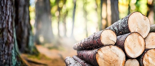 Timber iQ Publication tweet media