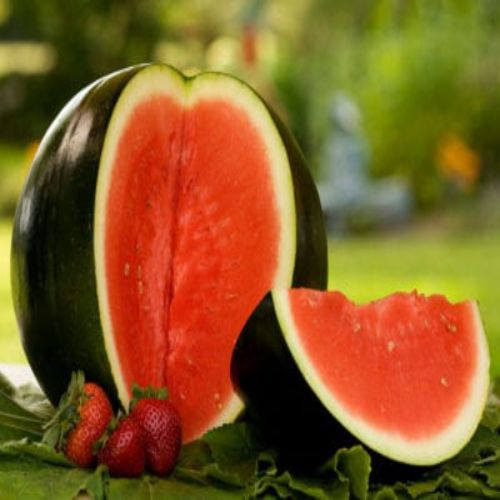 BeejwalaIndia's tweet photo. Buy Water Melon तरबूज Sugar Baby Fruit Seeds Pack
https://t.co/ewfSwI4meP

🎁 SPECIAL OFFER: Up to 90% off  
👉 Check Now: https://t.co/M88oG5zYsP
📦 Dispatch in 1 - 2 Days
#beejwala #Water_Melon #Fruit_Seeds #garden #gardening' https://t.co/LX3wGXmFXT