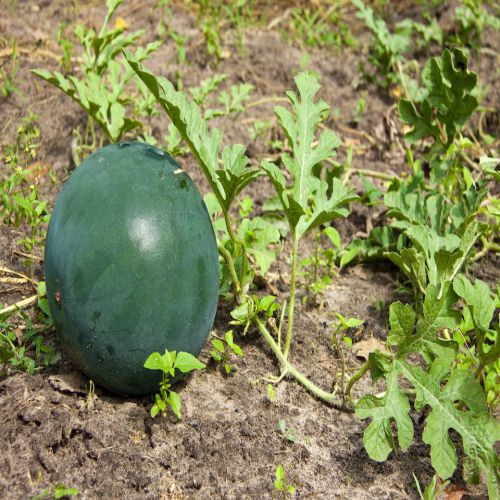 BeejwalaIndia's tweet photo. Buy Water Melon तरबूज Sugar Baby Fruit Seeds Pack
https://t.co/ewfSwI4meP

🎁 SPECIAL OFFER: Up to 90% off  
👉 Check Now: https://t.co/M88oG5zYsP
📦 Dispatch in 1 - 2 Days
#beejwala #Water_Melon #Fruit_Seeds #garden #gardening' https://t.co/LX3wGXmFXT