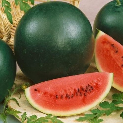 BeejwalaIndia's tweet photo. Buy Water Melon तरबूज Sugar Baby Fruit Seeds Pack
https://t.co/ewfSwI4meP

🎁 SPECIAL OFFER: Up to 90% off  
👉 Check Now: https://t.co/M88oG5zYsP
📦 Dispatch in 1 - 2 Days
#beejwala #Water_Melon #Fruit_Seeds #garden #gardening' https://t.co/LX3wGXmFXT