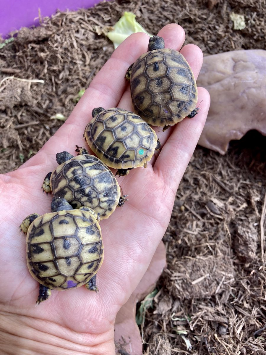 IHartTortoises's tweet photo. Bath time done, now breakfast 🌱🥬🍃🐢 #tortoise #cuteanimals #Hermanns https://t.co/fEjx74vTOO