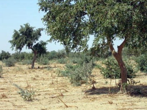 CrowtherLab's tweet photo. #FMNR has transformed large areas in #Niger but there's still scope for improving agriculture systems. One way to do this is by increasing both the density and diversity of on-farm trees: https://t.co/HMMeRx5zTO #restories #forestrationints https://t.co/reQ4Kv7RL7