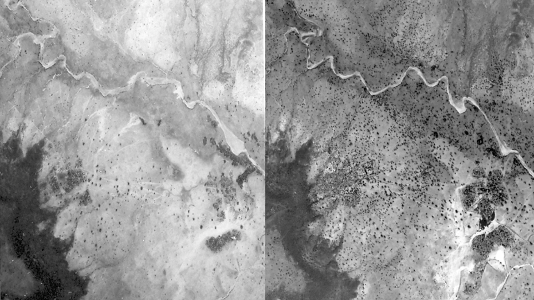 CrowtherLab's tweet photo. #FMNR has transformed large areas in #Niger but there's still scope for improving agriculture systems. One way to do this is by increasing both the density and diversity of on-farm trees: https://t.co/HMMeRx5zTO #restories #forestrationints https://t.co/reQ4Kv7RL7