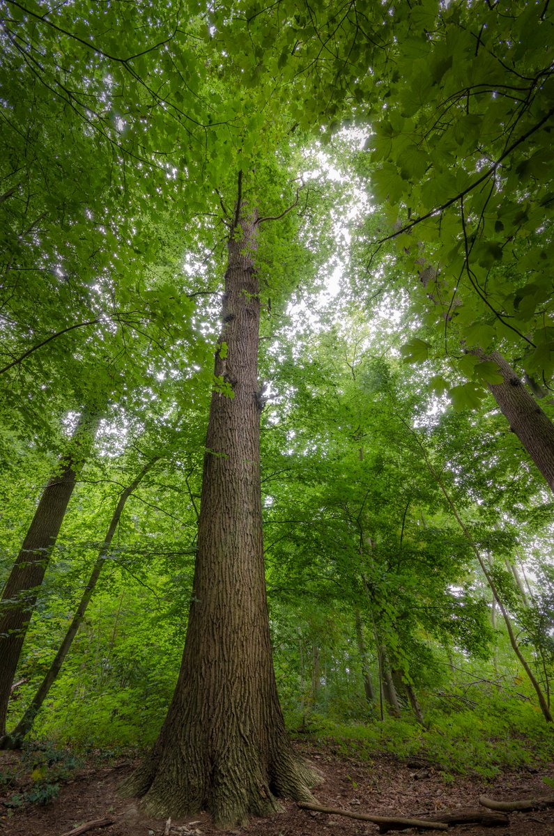 SBNLNatuurfonds tweet media