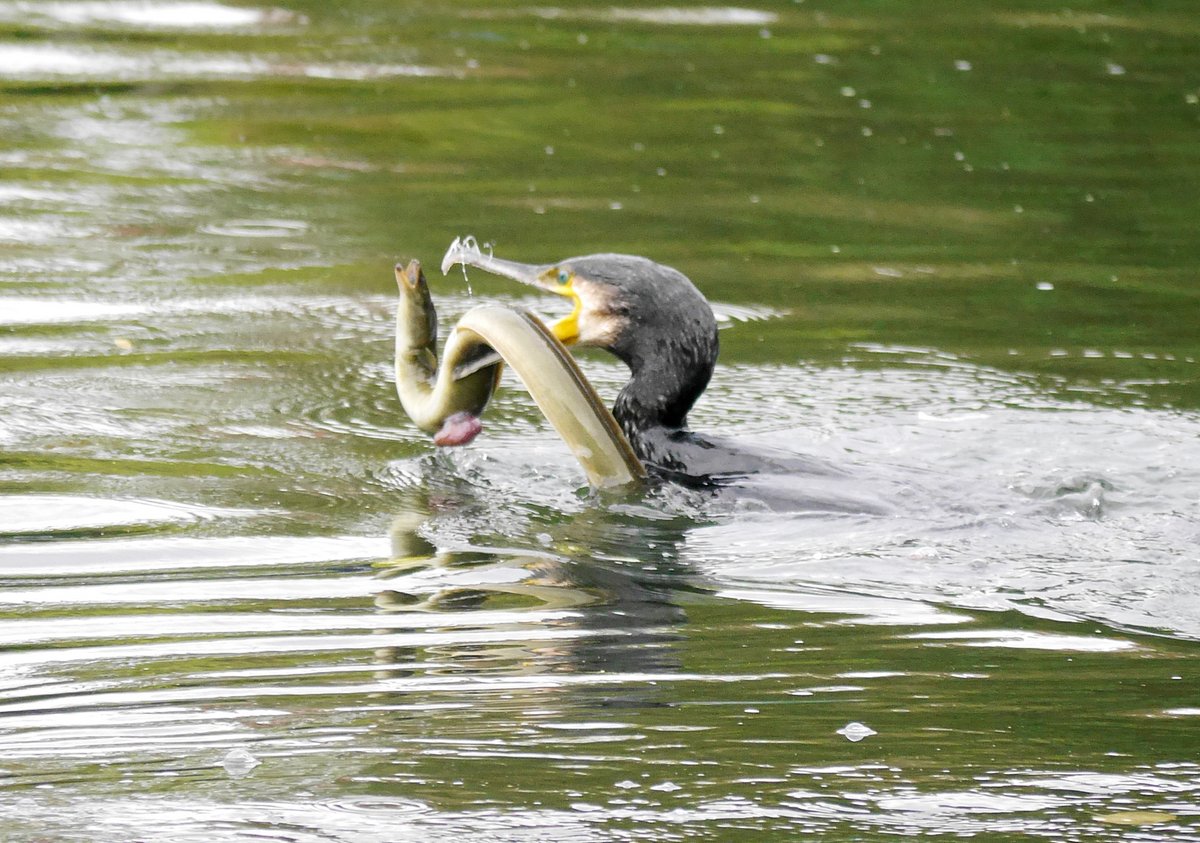 JimRose's tweet photo. I witnessed a real tussle between this Cormorant and a large Eel yesterday on the Thames at Little Marlow. They spent most of the time struggling under water and occasionally surfaced for a second or two.  I don't know how it ended but I guess it went on for some time! https://t.co/jDwyGqI23r