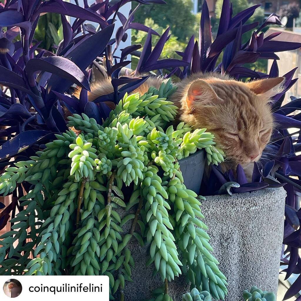 quartomiglio's tweet image. Viola, arancio e verde… 
#wtf
ph @coinquilinifelini @bastet 

#coinquilinifelini #piperita #piperitafanclub #gingercat #redcat #gingercats #catsofquartomiglio #gattidiquartomiglio #quartomiglio #ivmiglio #gattidiroma #gatti #cats #gattidiromasudest #… instagr.am/p/CiKB3U_NIxa/