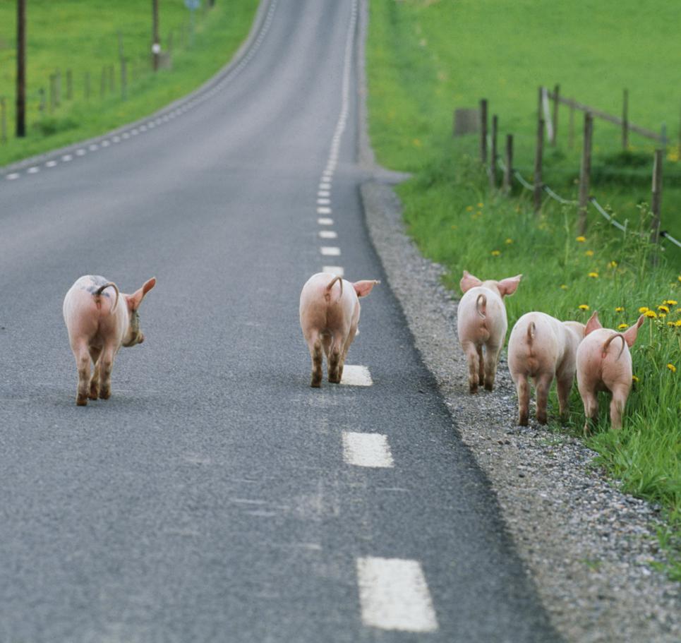 e3_antje's tweet photo. It's time to turn our backs on #ASF. It's time for Anta®Shield! An all-natural and highly effective feed additive that protects pig's feed against ASF: https://t.co/AXdRggId1A #DrEckel #ASF #pigs #AnimalWelfare #FeedAdditive https://t.co/txpim3H1PG