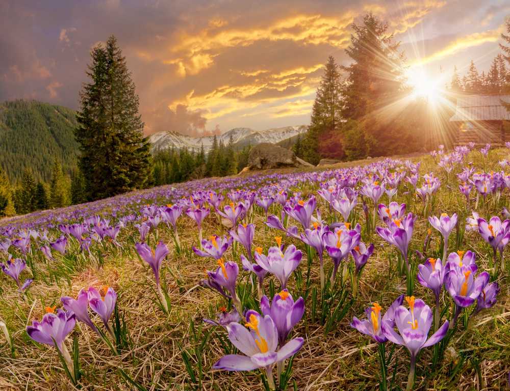 VisasIndia1's tweet photo. Devasthal #Uttarakhand is known for its natural diversity. It is here that the world famous Valley of Flowers, which fascinates everyone with its flowers, greenery and clean environment. The local people call it the abode of the deity. Here the world's rare species of flowers, https://t.co/gSPwSkvszU