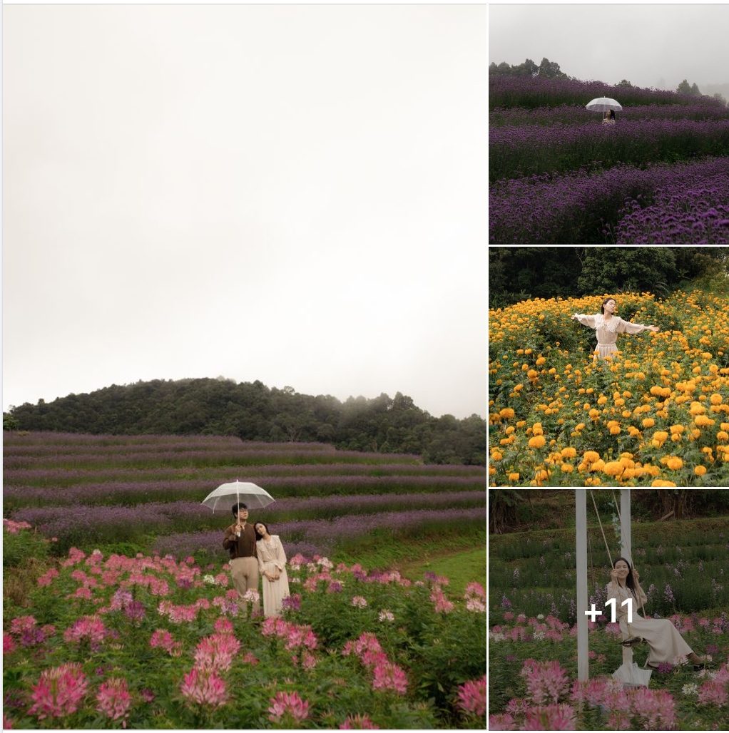 #ไร่ดอกแสงตะวันม่อนแจ่ม สวนดอกไม้เชียงใหม่สวยไม่แพ้ที่ไหนในโลก กว้างมากกมุมถ่ายรูปสวยๆ เยอะเลย 
รีวิวเต็มที่ th.readme.me/p/41892 
รีวิวโดย แฟนพาไป : Fan Pha Pai   #ReadmeTH #ReadmeTravel #รีวิวท่องเที่ยว ส่วนลดที่พัก #เชียงใหม่  คลิก bit.ly/3CHbPoT