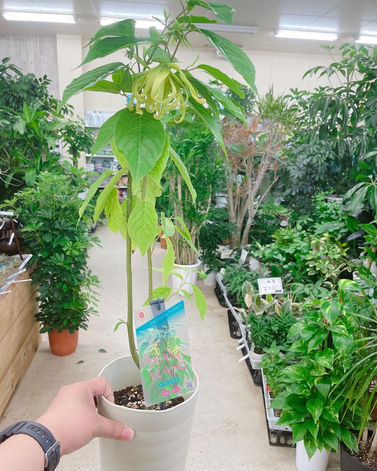 イランイランの木 Twitter Search Twitter