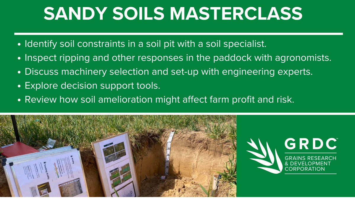GRDCSouth's tweet photo. Sandy Soils Masterclass - #Pinnaroo South Australia: 7 Sep, 1.00-5.30pm. Tap into the higher grain production potential of your sandy soils @CSIRO @SA_PIRSA @TrengoveSam @PinionAdvisory @MSFmallee https://t.co/ofUvjrVeJg https://t.co/3nG8T9u1Gy