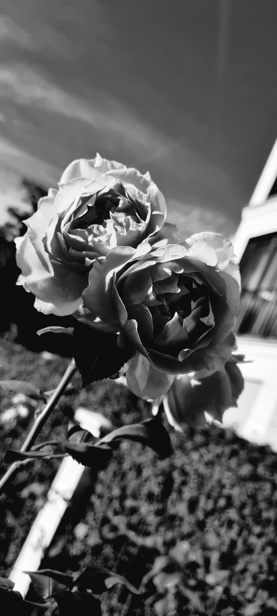 got7jjp__'s tweet photo. Magic of nature and light
b/w edition of my trip yesterday
ยฉby me
DO NOT REPOST CROP EDIT OR PRINT
#art #blackandwhitephotography #photography #vintage #vintagephotography #nature #magicoflight https://t.co/8XxImZqtSN