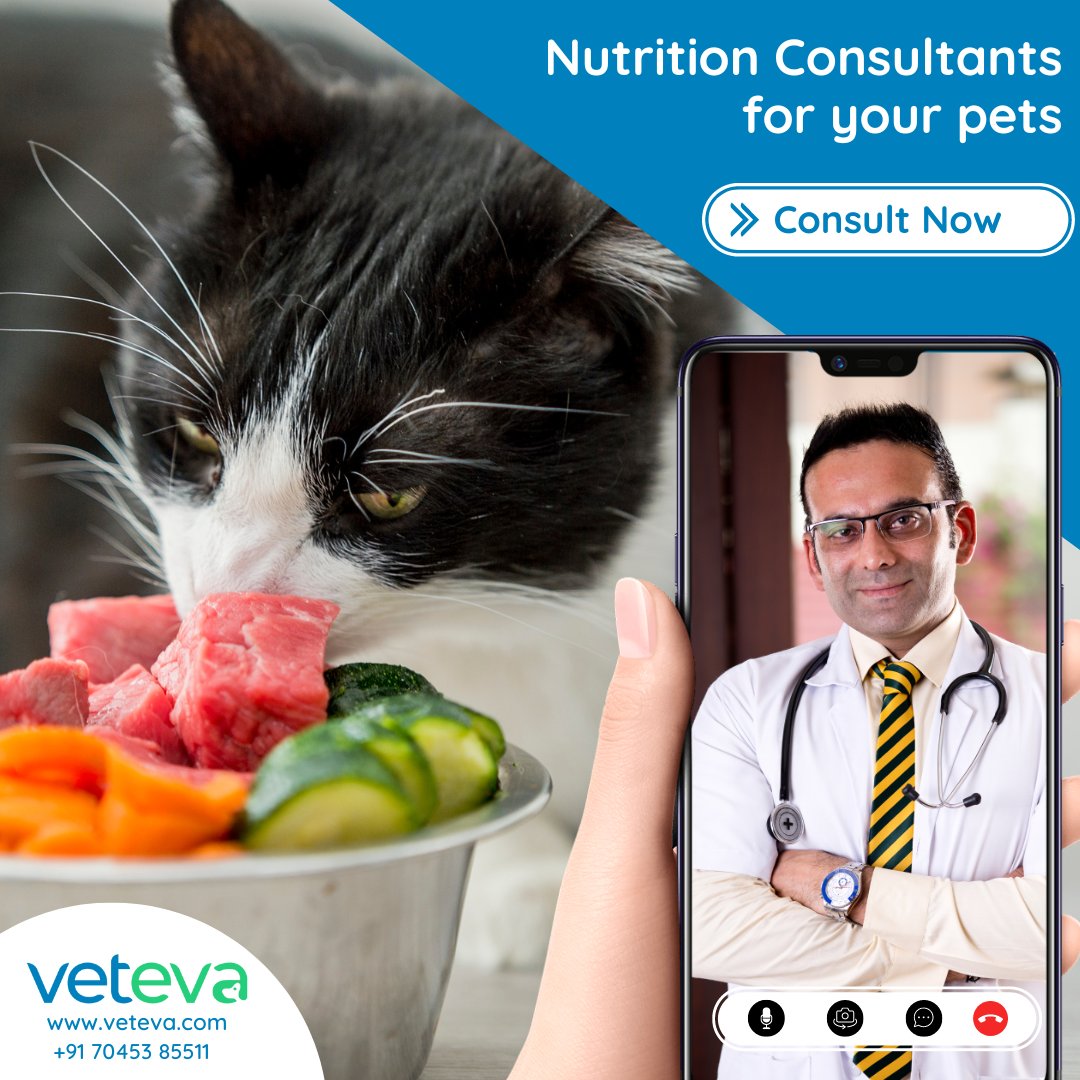 vetevacares's tweet photo. Visit https://t.co/eDAEzqj7uZ to get Nutrition Consultations from highly qualified and experienced Vets, that help boost your pets immunity and stamina. We are here for you and your pets, be it day or night! #vet #vetonline #vetconsult #vetconsulting #vetonlineconsult https://t.co/7rT5nEeUlC