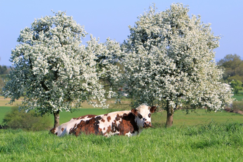 _VINGLISH's tweet photo. Did you know that the #calvados orchards =
3 million trees that act as excellent captors of greenhouse gases. Their carbon sequestration is estimated to be in the range of 35-50 tonnes of carbon/hectare over a 25-year period". 🍎🌍👇
#drinkmoreapples!
https://t.co/nnBsQZzqgo https://t.co/DUf8AjQCpx