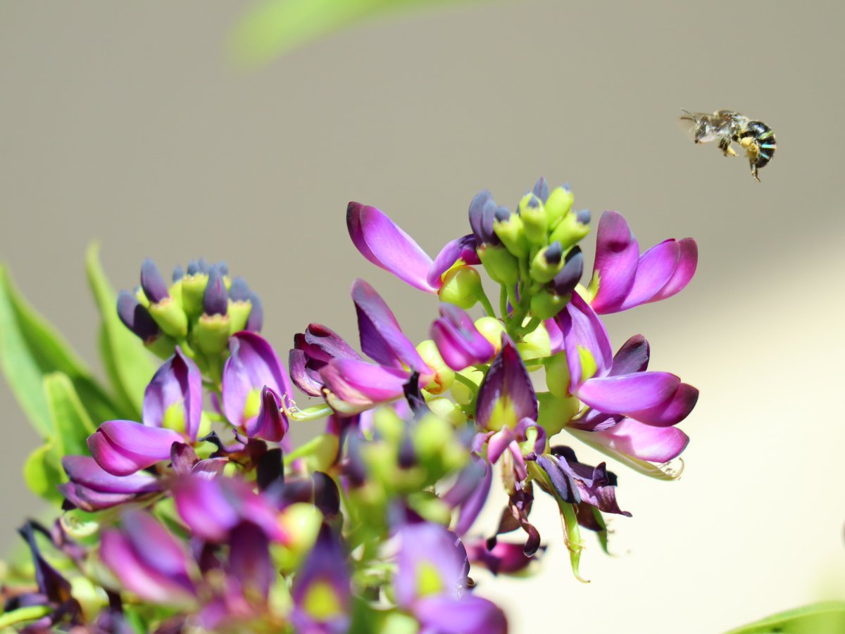 showakinenpark's tweet image. 盆栽苑に咲く‘台湾さっこう藤’です♪ムラサキナツフジとも呼ばれ、房状の花を上向きに咲かせます。花の蜜を求めてお尻の縞が青いハチも来ていましたよ◎まだつぼみもたくさんあるので、あと10日ほどはきれいな状態をお楽しみいただけそうです！