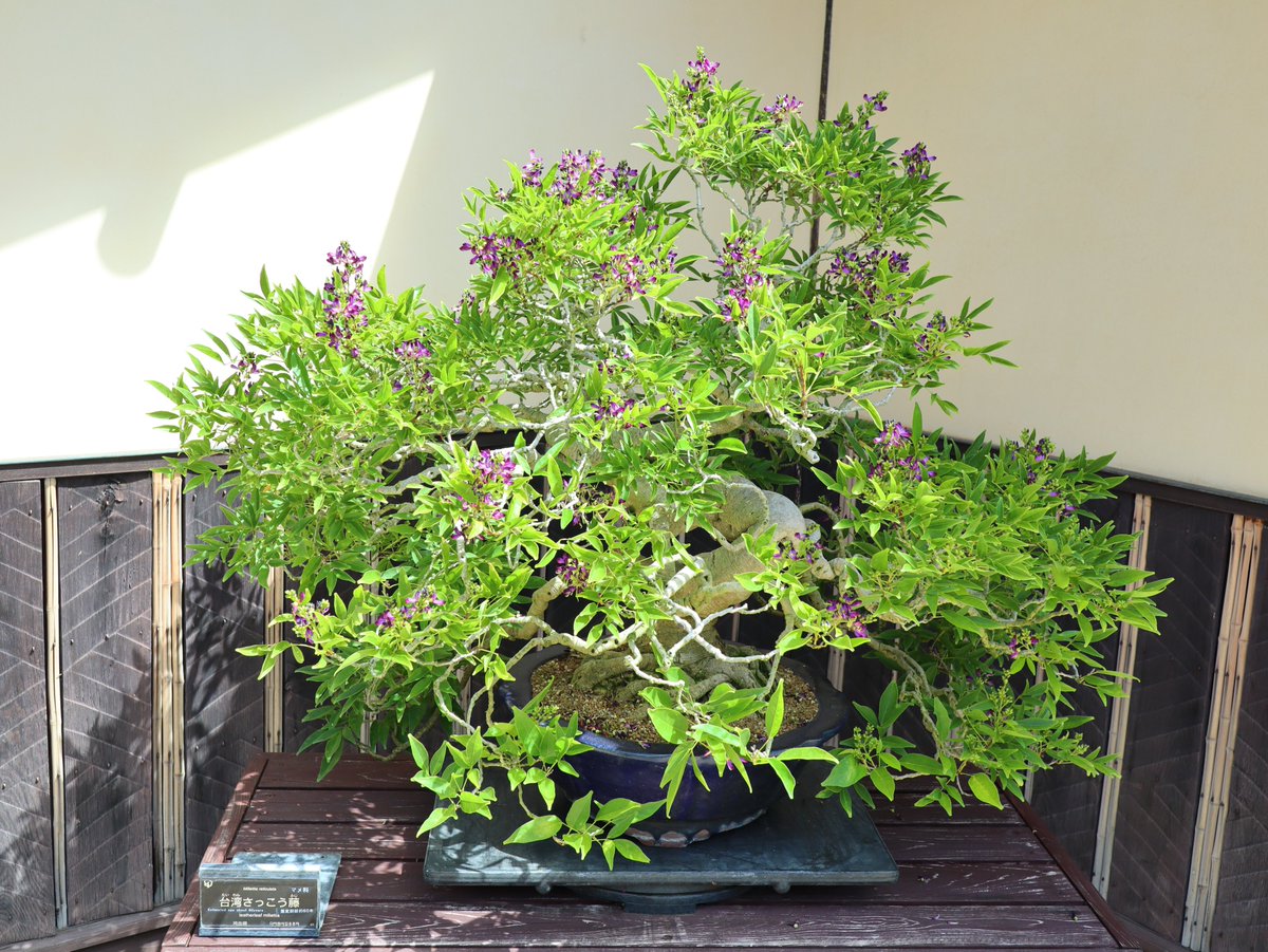 showakinenpark's tweet image. 盆栽苑に咲く‘台湾さっこう藤’です♪ムラサキナツフジとも呼ばれ、房状の花を上向きに咲かせます。花の蜜を求めてお尻の縞が青いハチも来ていましたよ◎まだつぼみもたくさんあるので、あと10日ほどはきれいな状態をお楽しみいただけそうです！