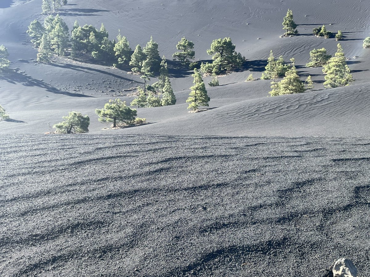 This is a perfect example of how the #LaPalma volcanic landscape has been reworked by the wind. In the photo below you can see ripples on top of tephra deposits. Therefore, we can’t be sure what eruption this tephra has come from and need to be careful when sampling.

<a href="/GeoIntern/">GeoTenerife Summer Programme</a>
