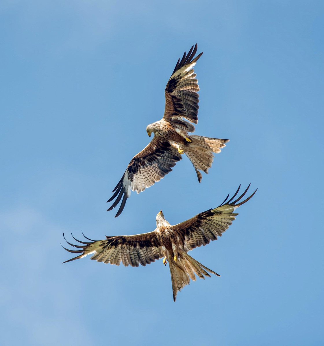 Hospice_Poet's tweet photo. Bolton Hospice 30 for 30 years - Haiku
#30For30Years #6 for @boltonhospice #Haiku #Fundraiser #CreativeWellbeing #HospicePoet
In a summer sky
Aerial adolescents
Exploring freedom
https://t.co/UudWA4pHnB…. Red Kite photo courtesy of https://t.co/ldIE4Om9ju https://t.co/lDF2iEJgqu