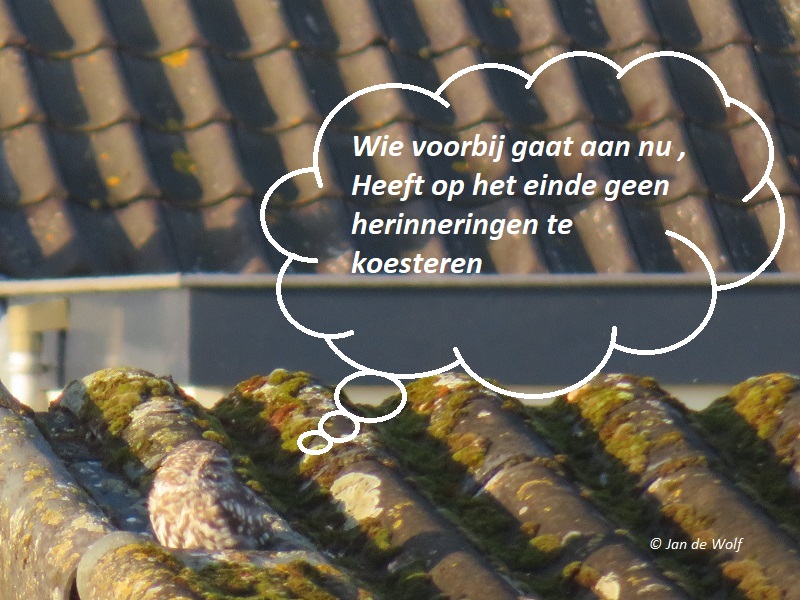 De #wijsheid van een #uiltje die zich heeft #gevestigd in #Druten langs de #Waalbandijk, en bijna #dagelijks op me zit te #wachten op de zelfde plaats.