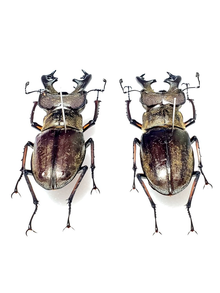 Nicagus2's tweet photo. Lucanus 
  maculifemoratus maculifemoratus
ミヤマクワガタ
原名亜種
左 70.0㎜ 右 69.5㎜
道の駅 おばあちゃん市・山岡で購入しました👍️今年大きいのが採れなかったので…😆 https://t.co/AN5zeuSd2B