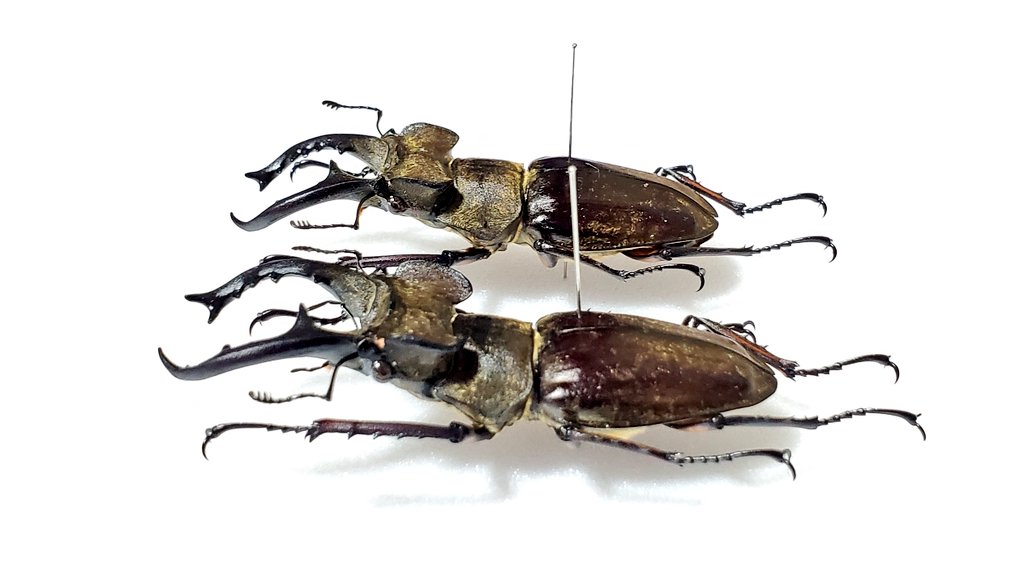 Nicagus2's tweet photo. Lucanus 
  maculifemoratus maculifemoratus
ミヤマクワガタ
原名亜種
左 70.0㎜ 右 69.5㎜
道の駅 おばあちゃん市・山岡で購入しました👍️今年大きいのが採れなかったので…😆 https://t.co/AN5zeuSd2B